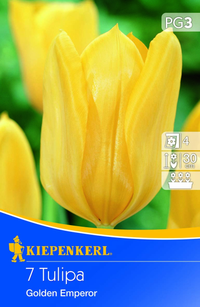Kiepenkerl - Tulpe Golden Emperor