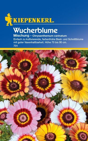 Kiepenkerl - Wucherblume Mischung
