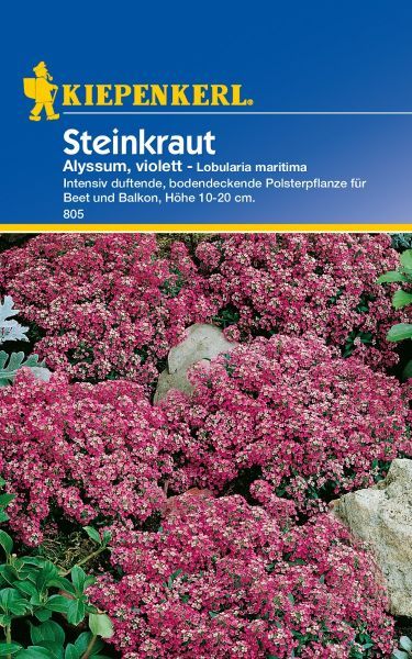 Kiepenkerl - Steinkraut Alyssum, violett