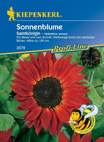 Kiepenkerl - Sonnenblume Samtkönigin