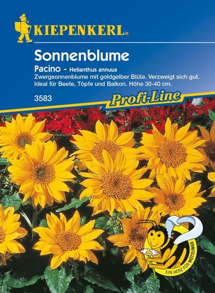 Kiepenkerl - Sonnenblume Pacino