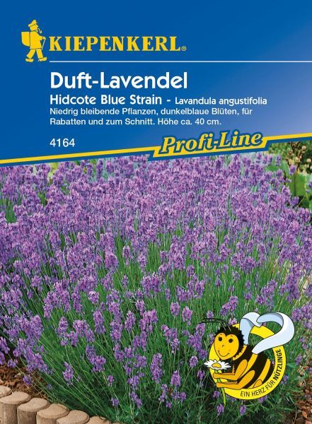 Kiepenkerl - Lavendel Hidcote Blue Strain