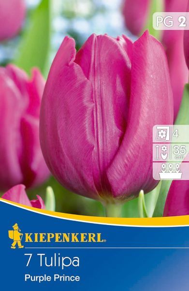 Kiepenkerl - Tulip Purple Prince