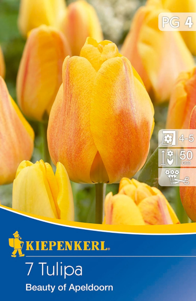 Kiepenkerl - Hybrid Tulpe Beauty of Apeldoorn