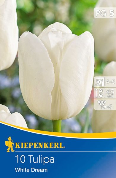 Kiepenkerl - Tulip White Dream