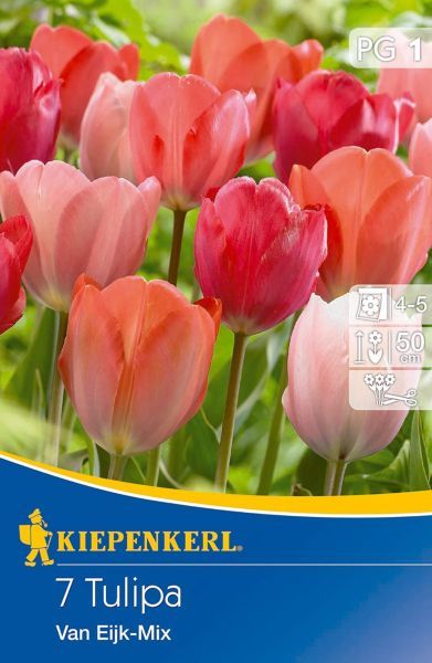 Kiepenkerl - Tulip Van Eijk Mischung