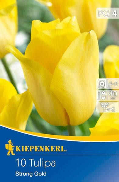 Kiepenkerl - Tulip Strong Gold