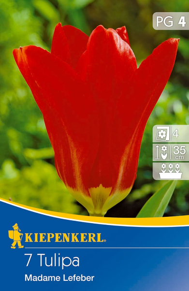 Kiepenkerl - Tulpe Madame Lefeber