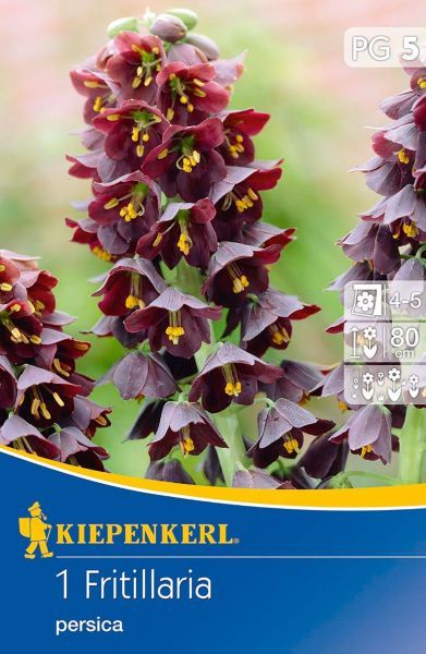 Kiepenkerl - Fritillaria Persica