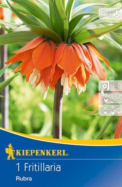Kiepenkerl - Fritillaria Rubra