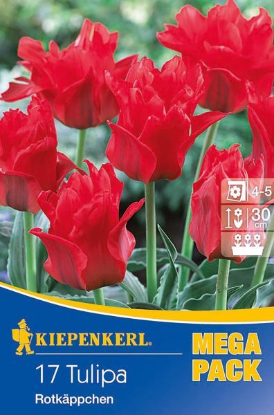 Kiepenkerl - M.P.Botanische Tulpe Rotkaeppchen