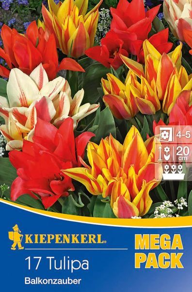 Kiepenkerl - M.P.Tulipa Balkonzaubaubermix