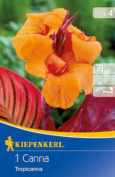 Kiepenkerl - Blumenrohr Tropicanna