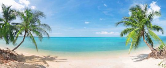 All Seasons Posters - Tropischer Strand mit Palmen