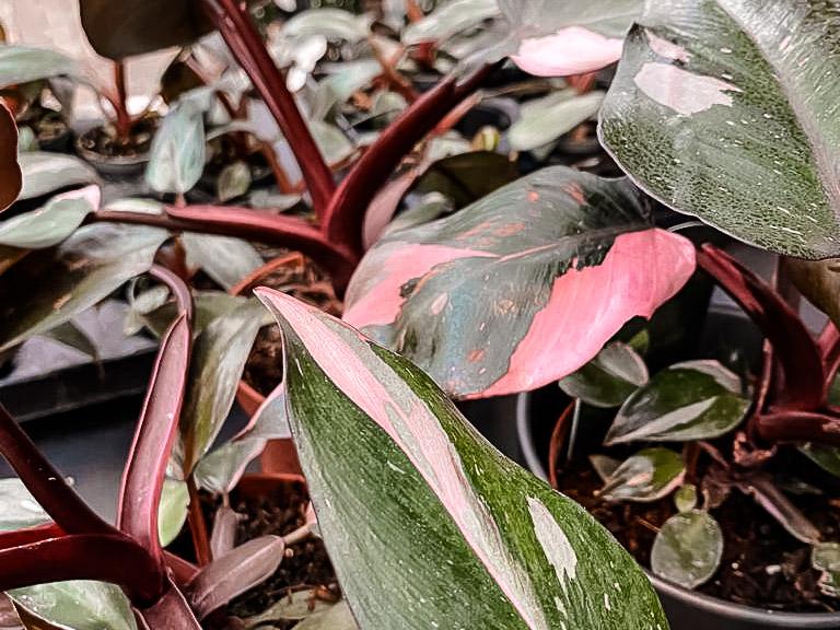 Philodendron Pink Princess Pflege