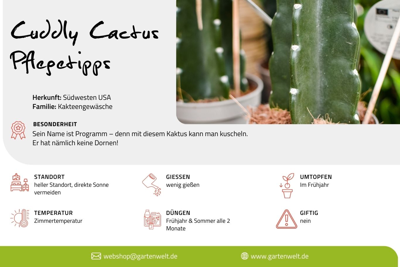 Cuddly Cactus Pflegetipps Übersicht