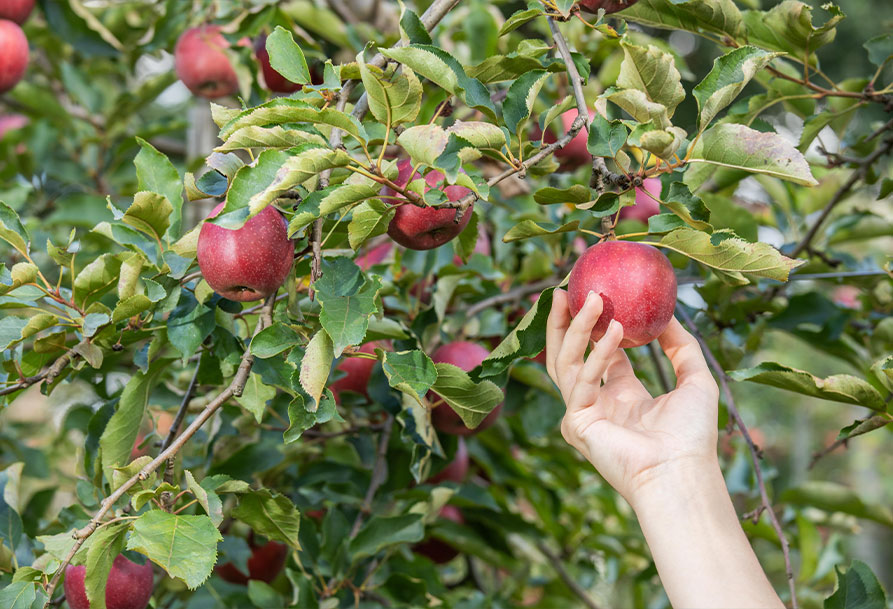 Gartenarbeit im Herbst - Apfel Baum